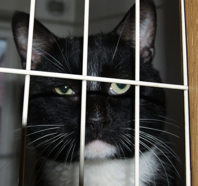 a black and white cat is looking through a white wire door