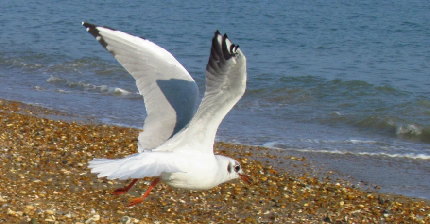 sea gull flying low to the water on a rocky beach