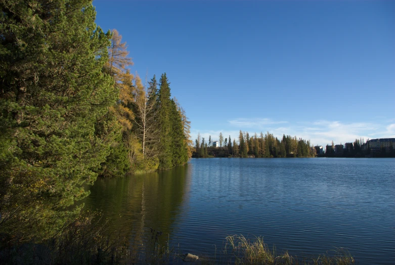 there are trees and a body of water in the distance