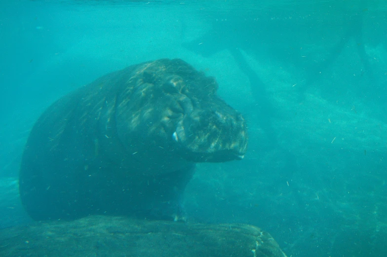 this is underwater view of a rock that looks like an animal