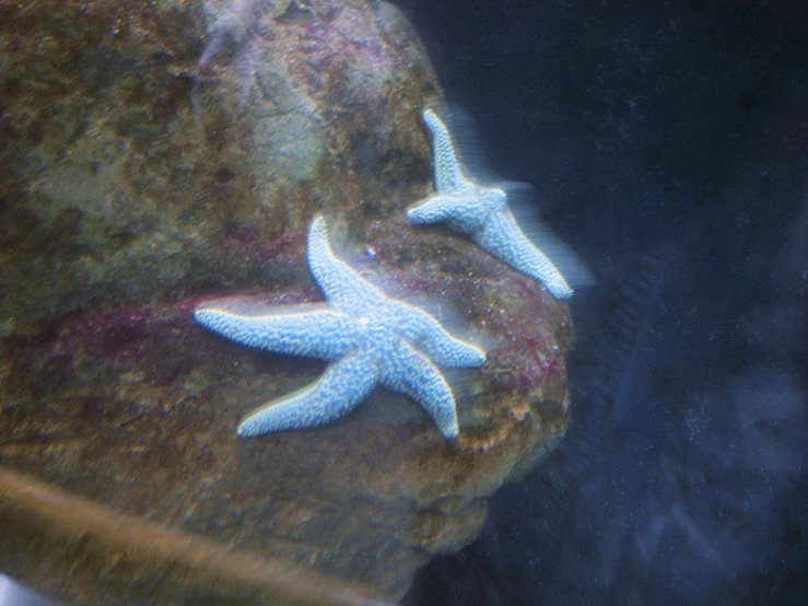 two white starfishs on rocks near a dark blue sky