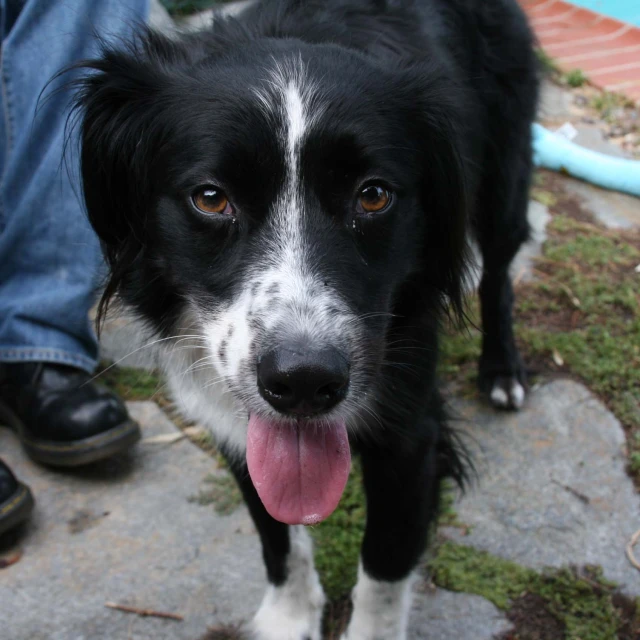 a close up of a dog on a leash with its tongue out