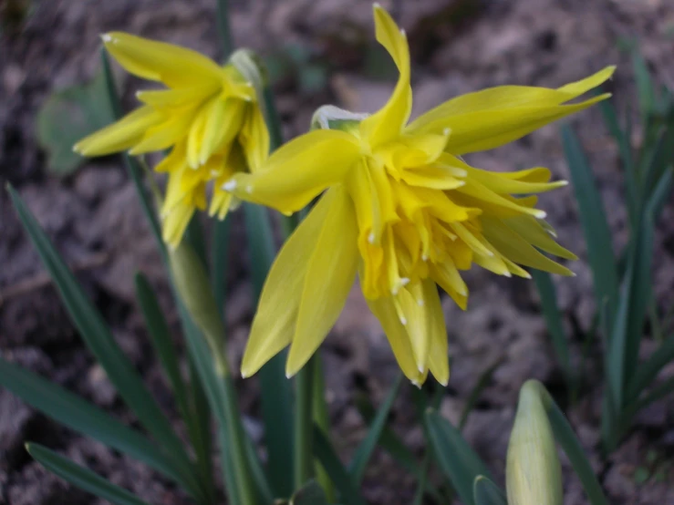 two yellow flowers with leaves in the dirt