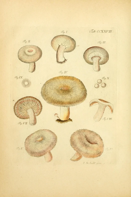 vintage lithographic mushrooms of all shapes and sizes