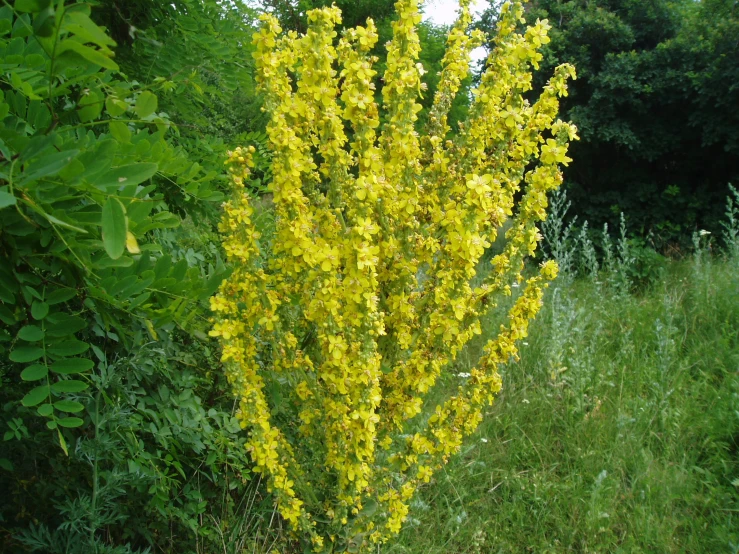the very pretty yellow flowered shrub is standing in the woods
