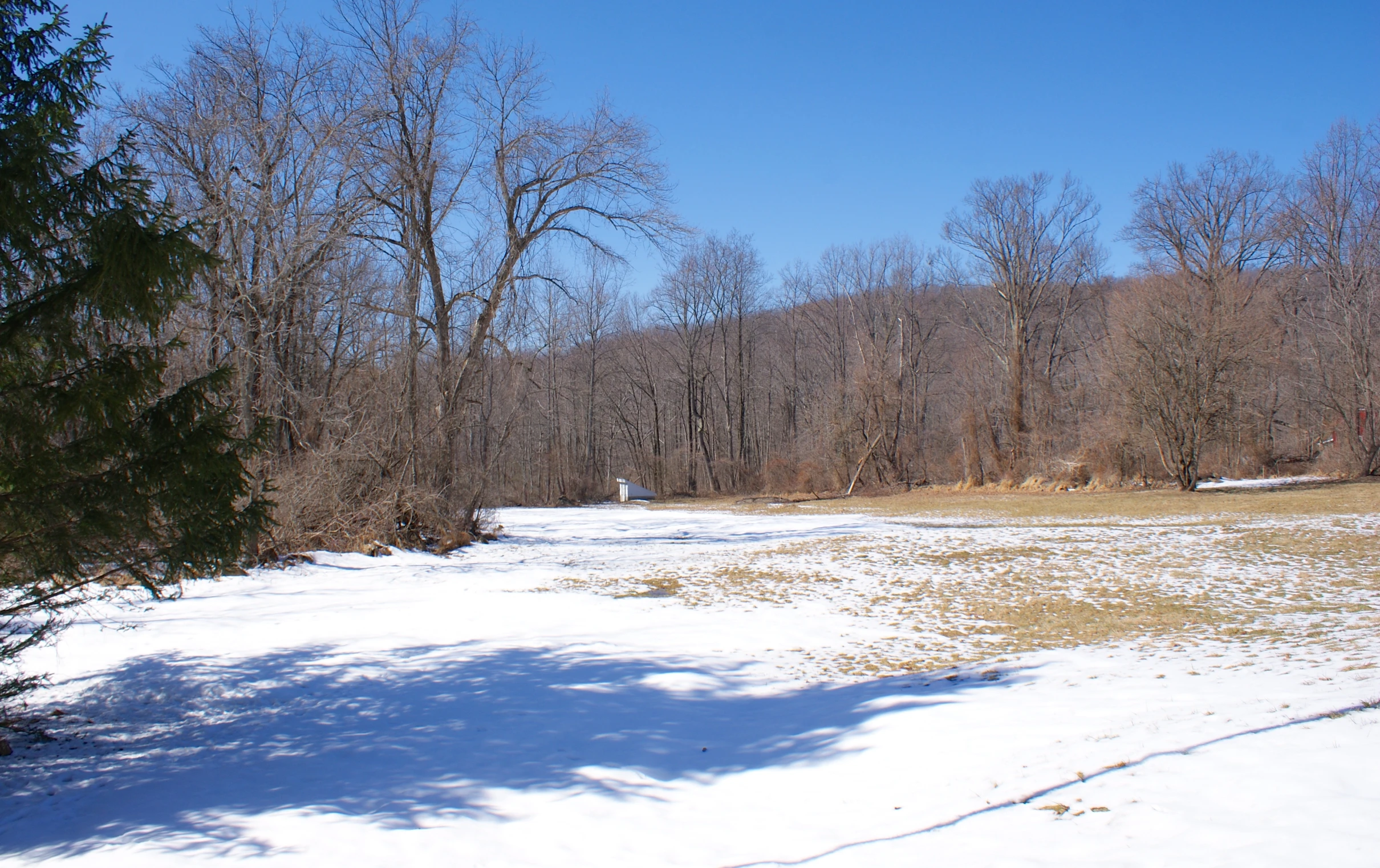 there is a big snow field next to the trees