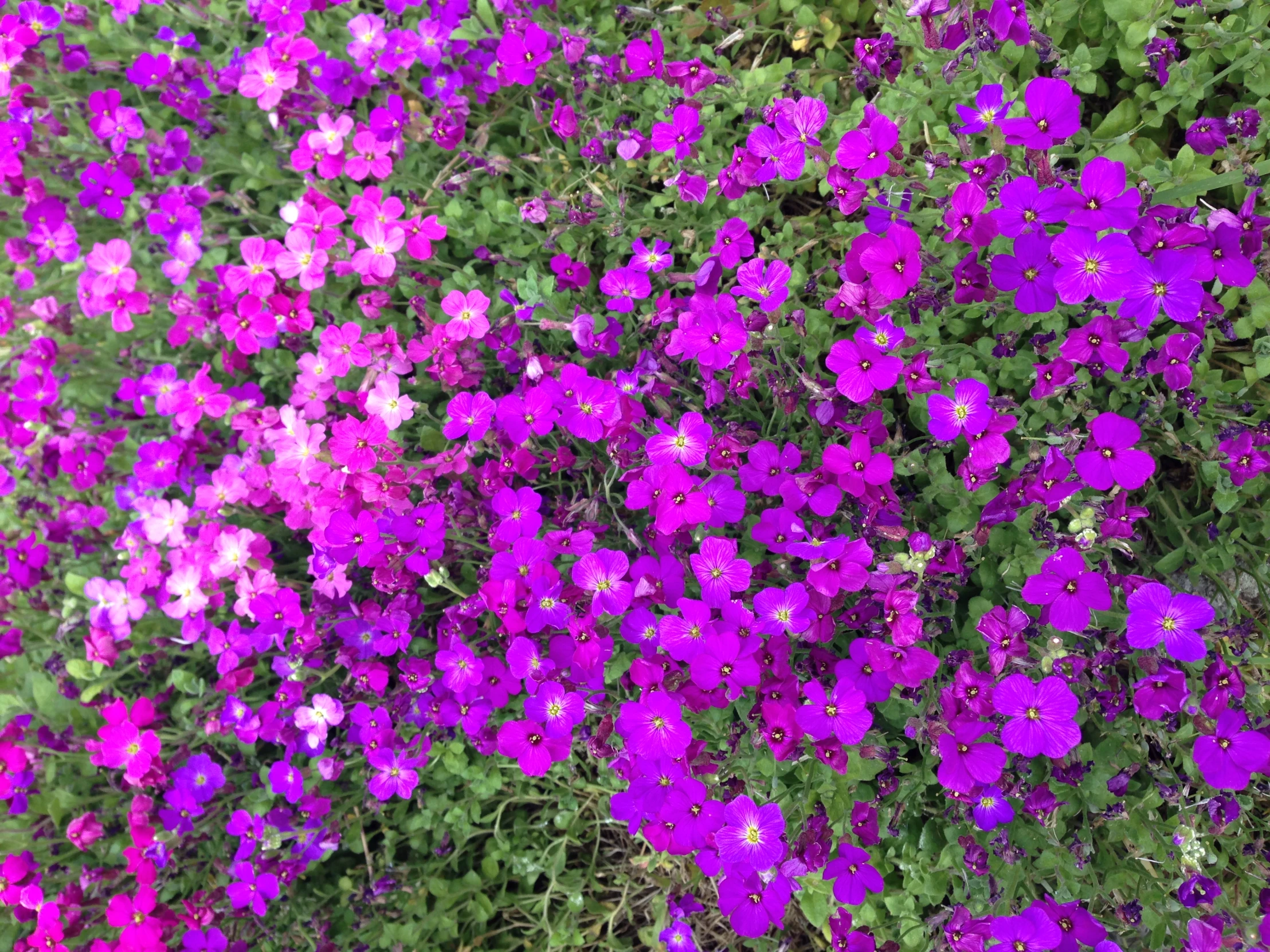 many purple flowers are growing in a field