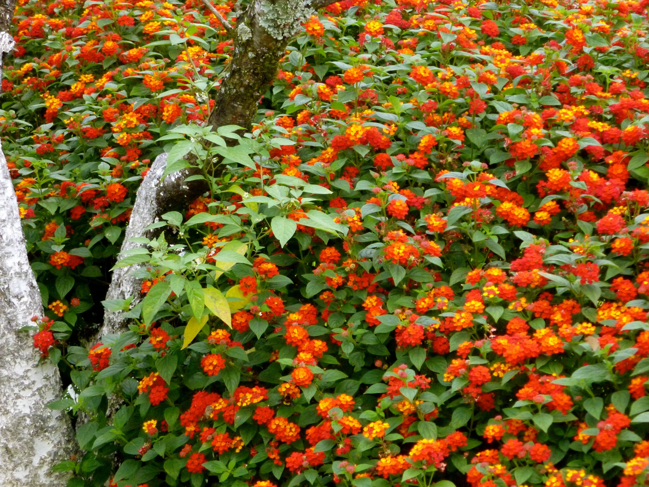 large plants of orange color in a lush setting