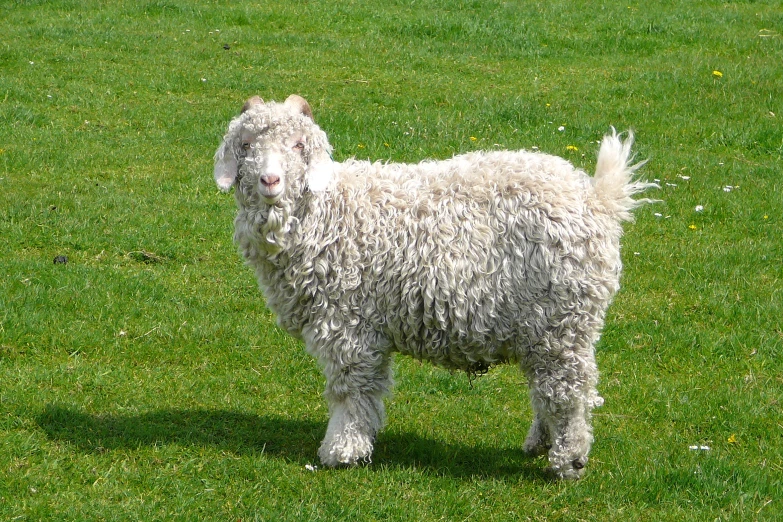 a woolly sheep is standing on grass and looking to its left