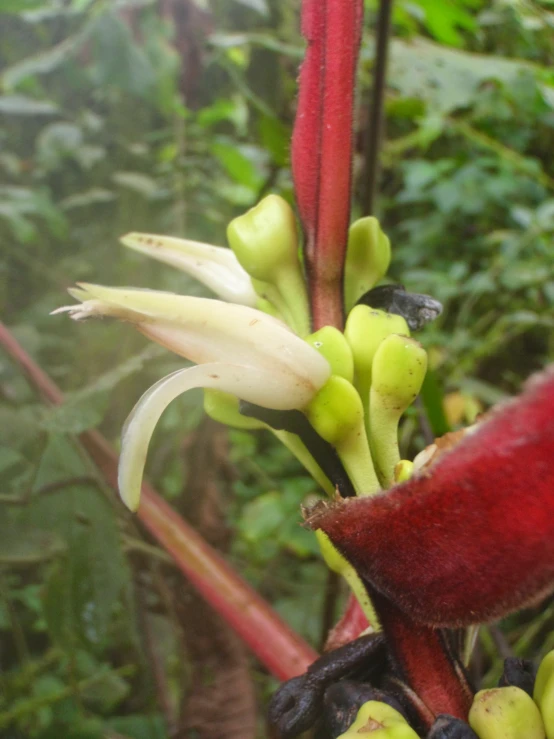 the buds are on a tropical tree with leaves