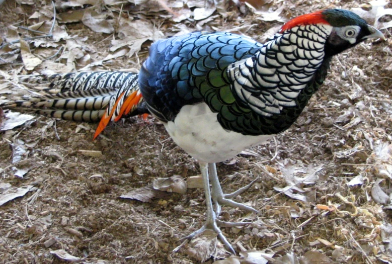 a pheasant is standing on the ground covered in leaves