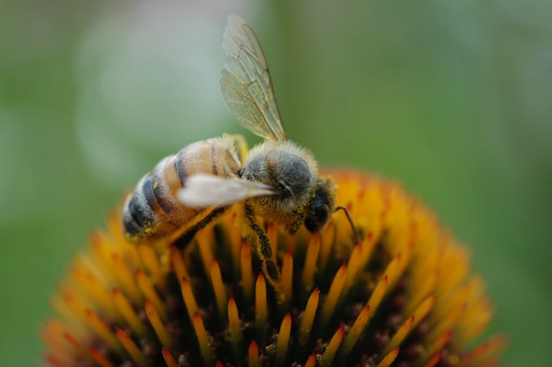 two bees on top of a bright yellow flower