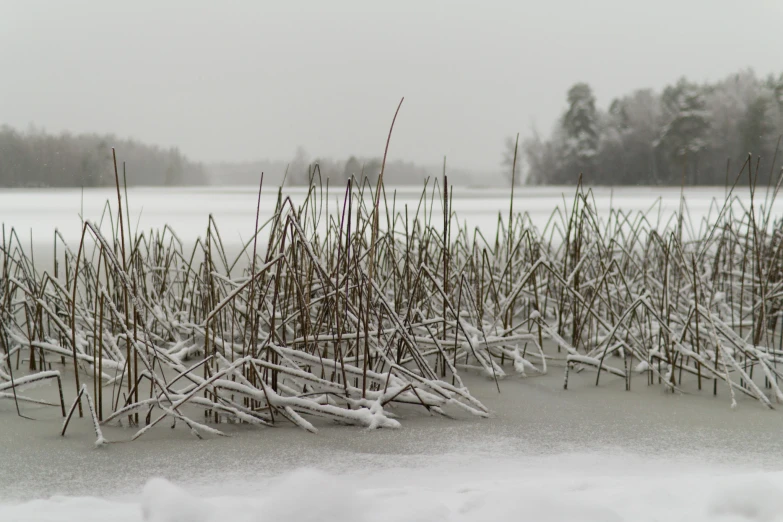 some tall green reeds are in the snow