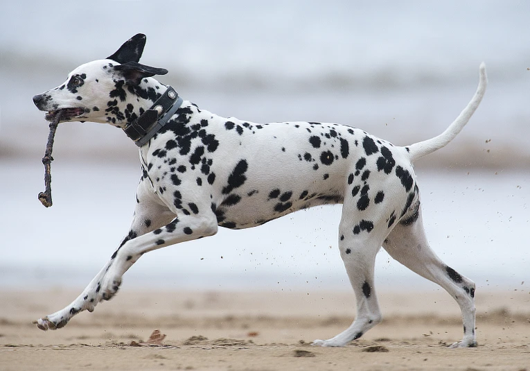 a dalmatian dog with a toy in its mouth