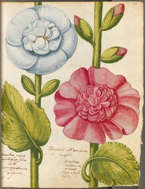 this is an antique illustration of flowers