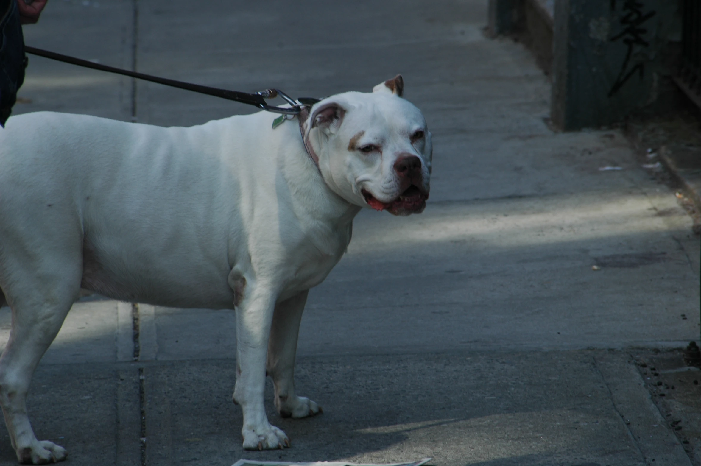 a white dog standing on a sidewalk with its leashed on