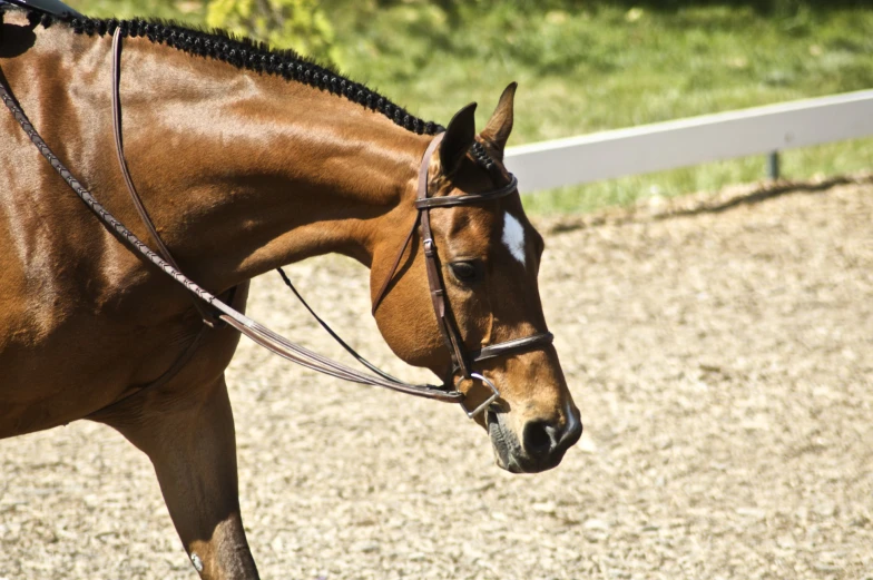 a horse standing on gravel area near white rail