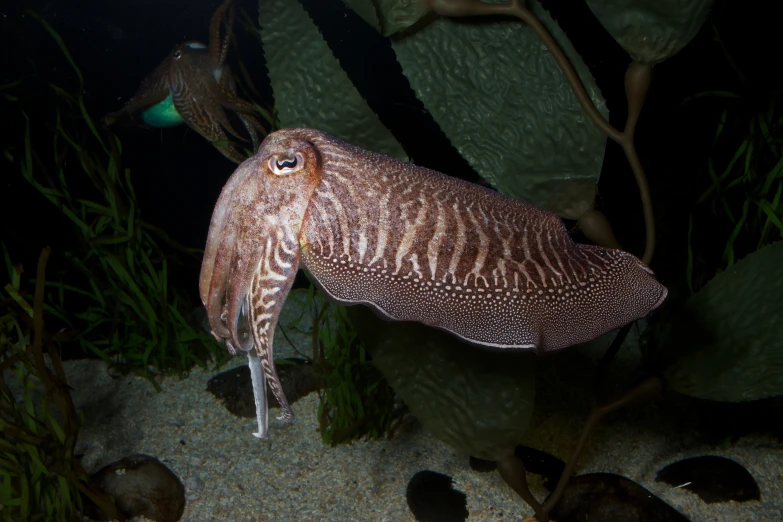 a large squid swimming in the ocean by its coral