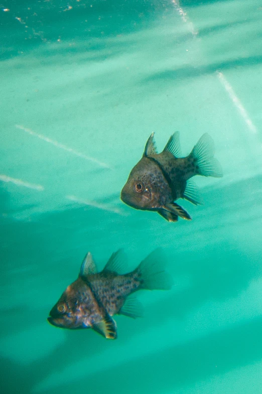 two black and white fish floating on top of a green water