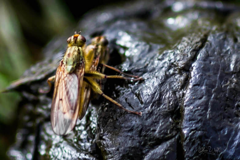 a large insect standing on the side of a rock