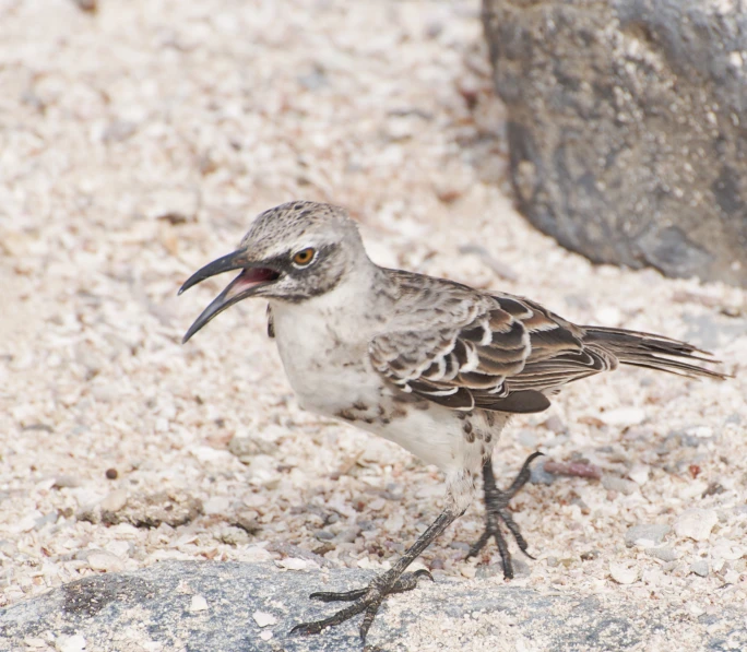 a bird that is standing on some gravel