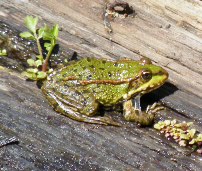 a green frog sitting on top of a wooden deck