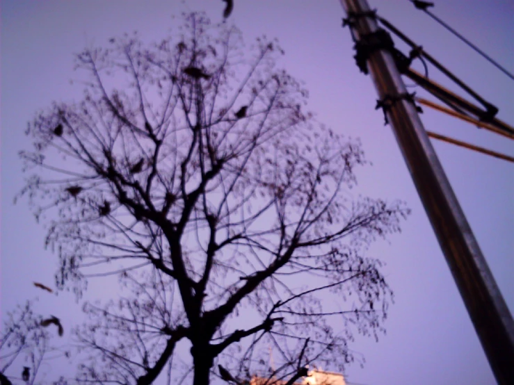 birds perched on power lines next to a tall building