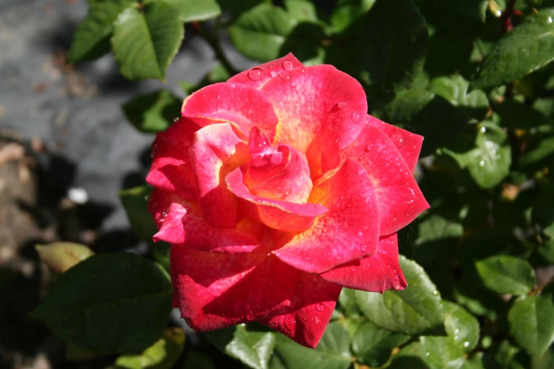 a pink rose with lots of green leaves in the background