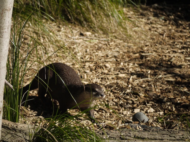 a small, lonely animal is resting by some sticks