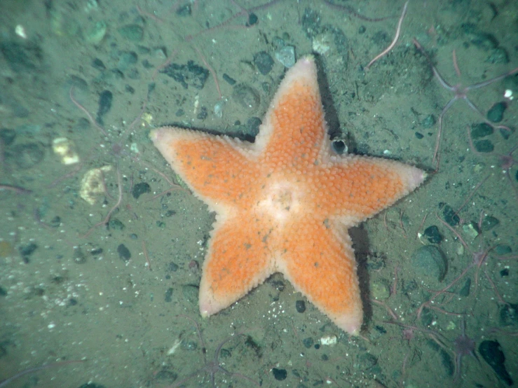 a orange starfish on the ocean floor