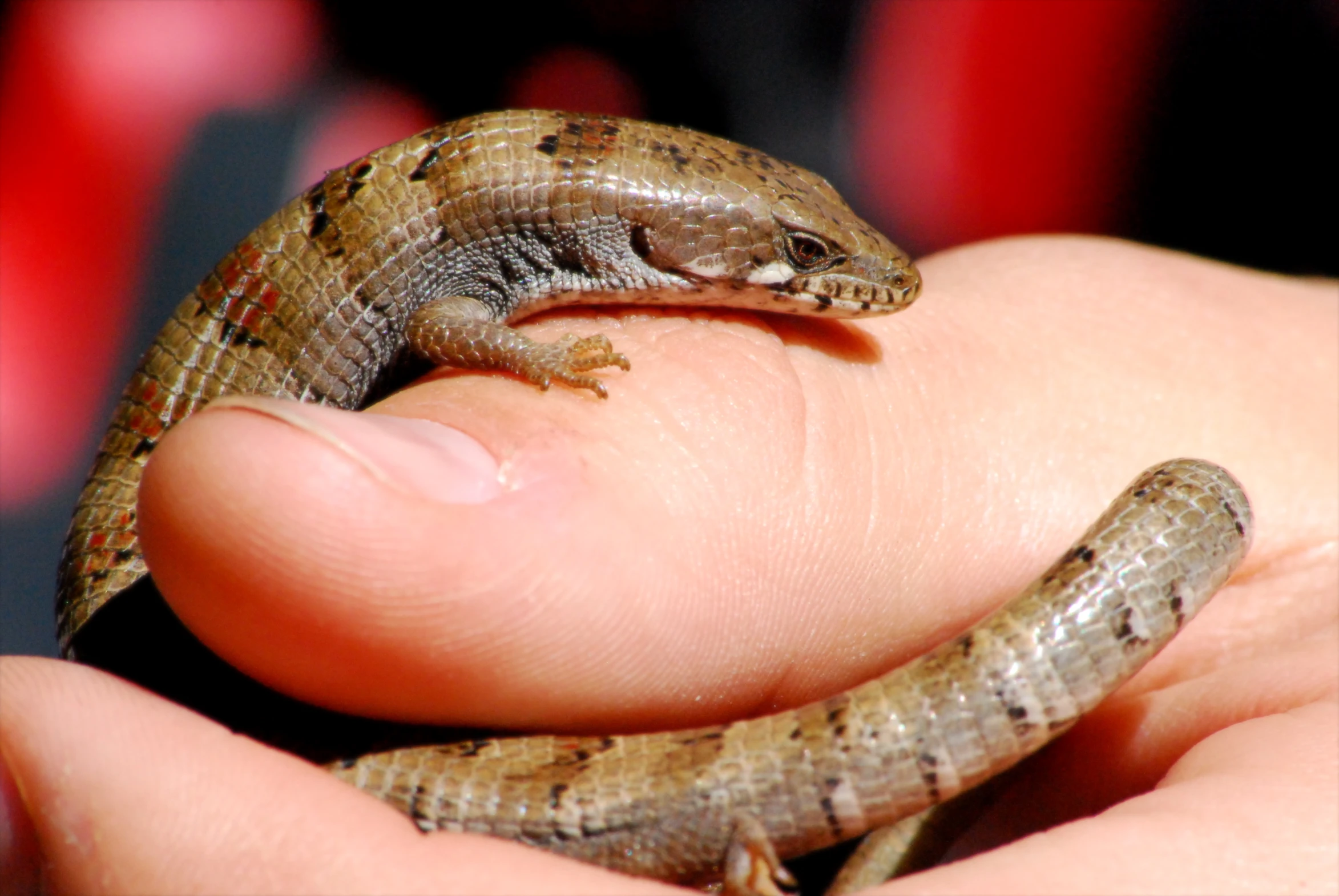 a lizard is sitting on a persons hand