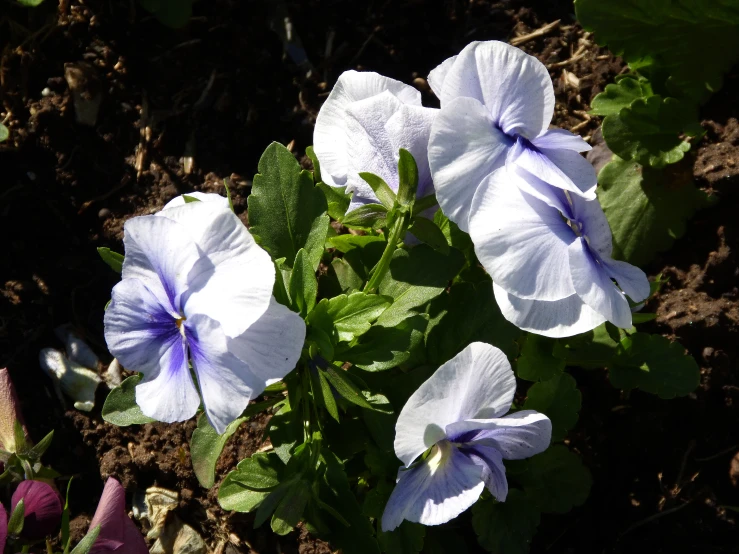 some very pretty purple flowers on the ground