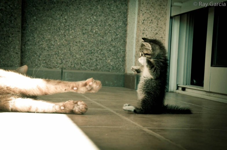 a cat is sitting on the floor near a window