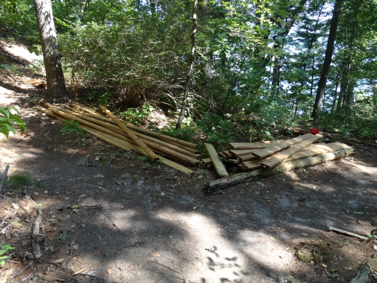 several logs are placed near trees in the woods