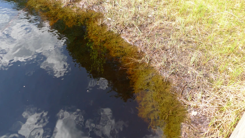 some green plants and brown water by the grass