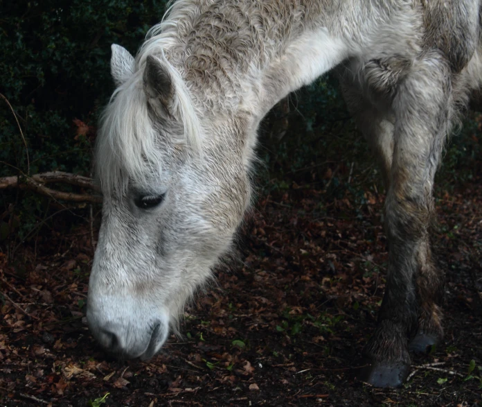 a grey horse is eating from the ground