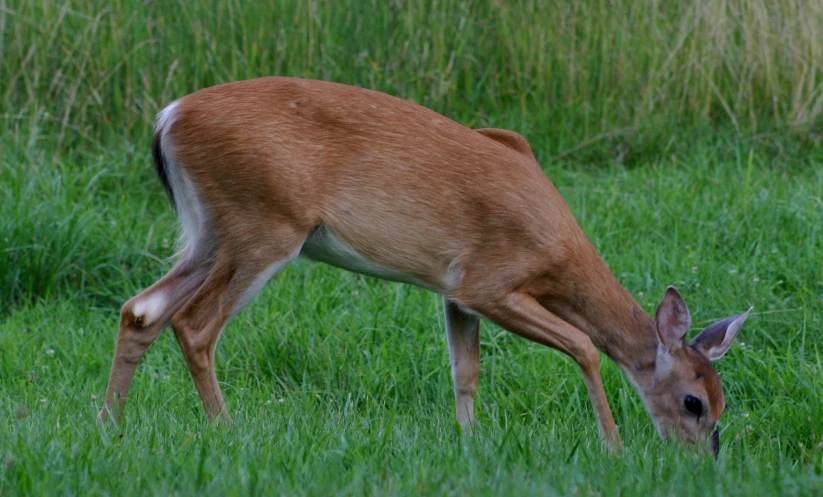 a deer grazing in the middle of tall grass