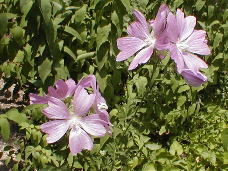 the flowers are blooming near the bushes