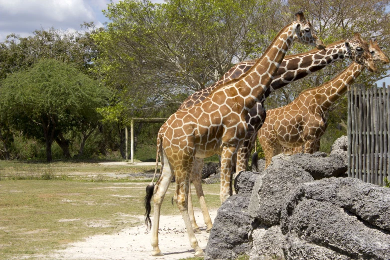 three giraffes that are next to each other