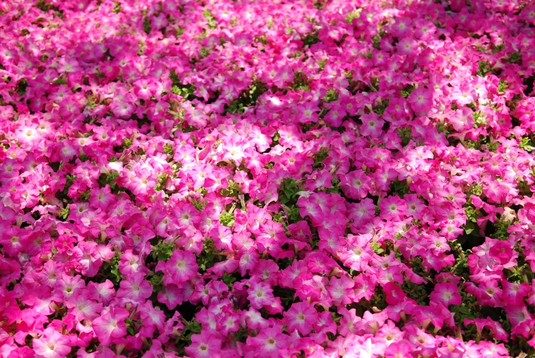 the bright pink flowers are in the center of this field