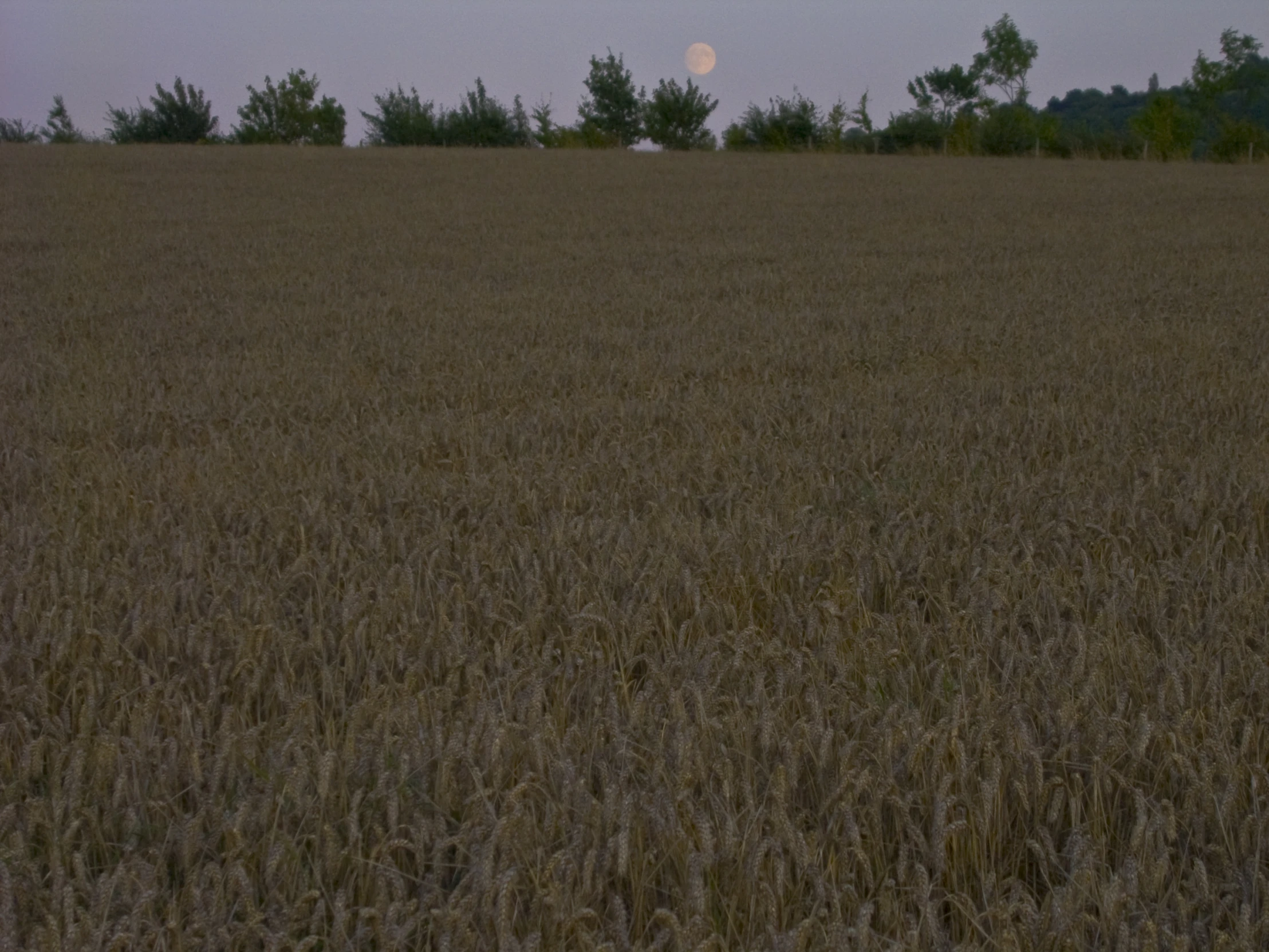 a full moon rising above an open field