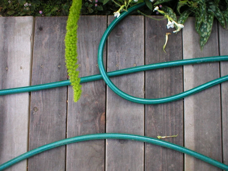 a green rope next to a flower on a wood floor