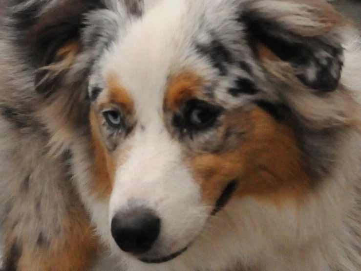 closeup of a small blue merle dog with black dots on the face