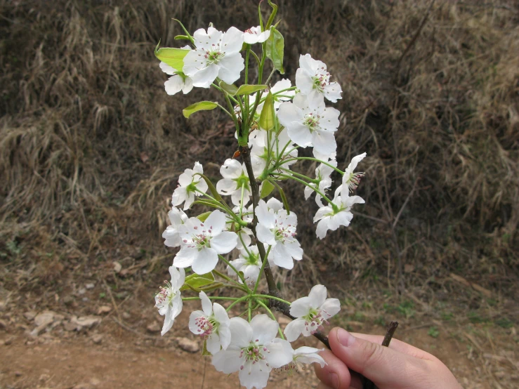 someone holds a small plant with many small flowers