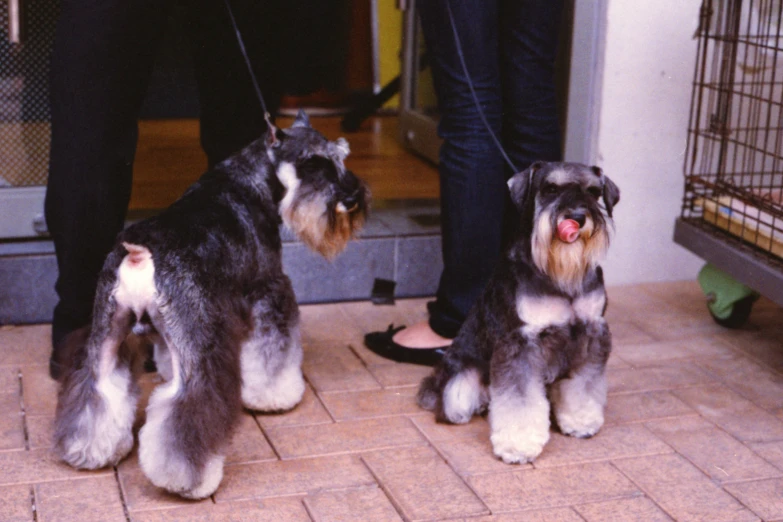 two dogs standing on tile, next to an indoor dog run