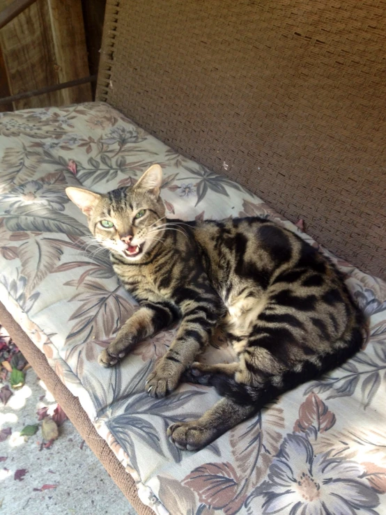 a large tabby cat lays on a bed