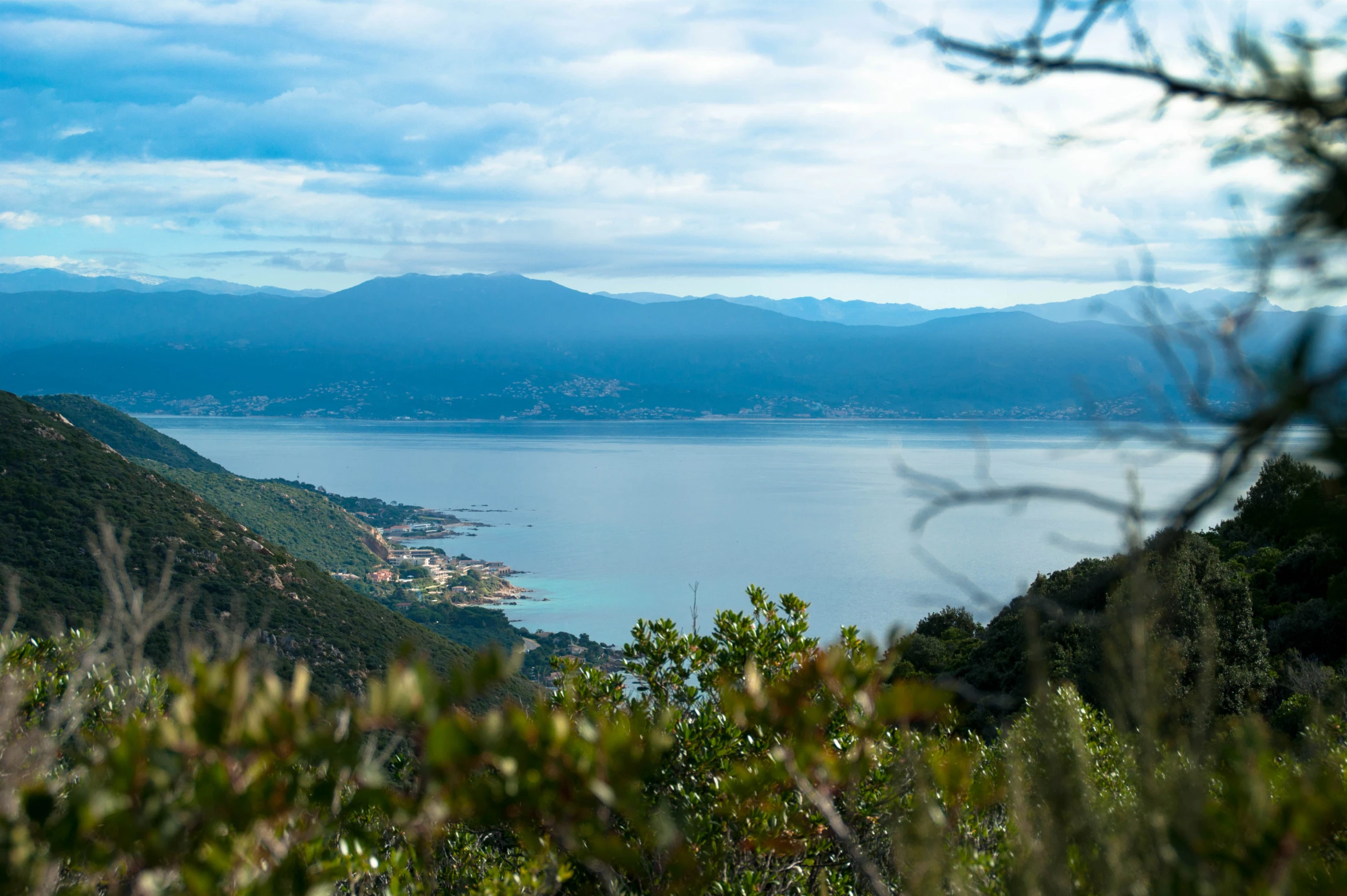 a beautiful view is seen through the foliage