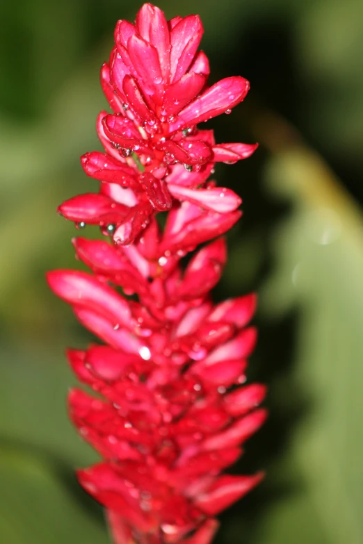 red flowers that are next to each other