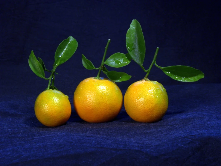 three oranges with leaves on the top sitting on a blue surface