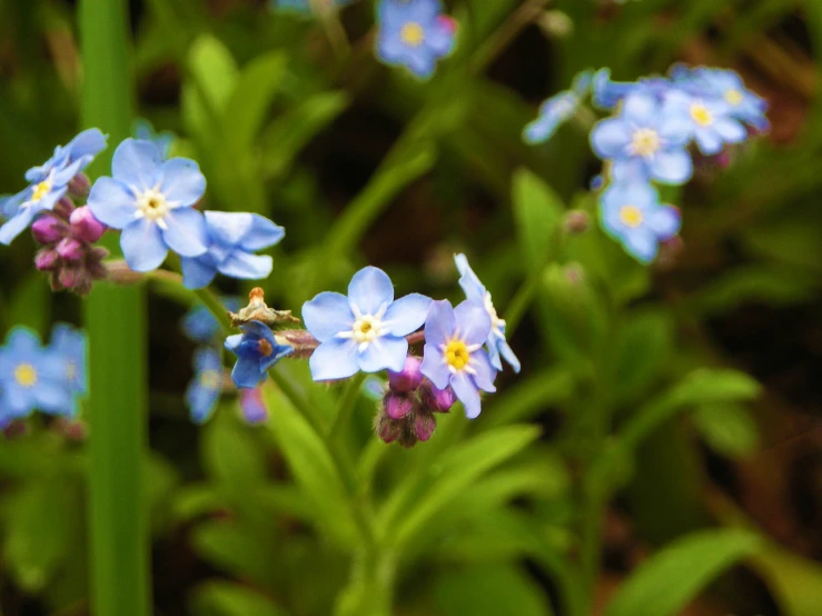 the small blue flowers are flowering in the bushes